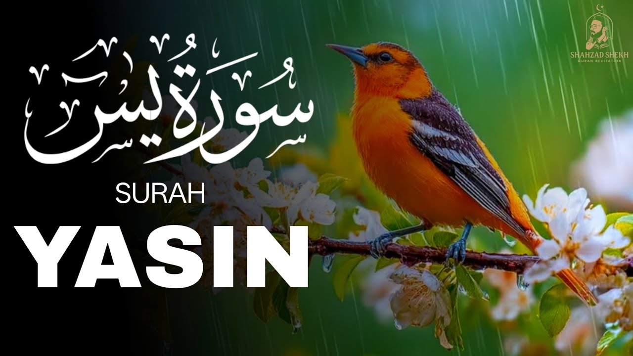 Surah Yaseen سورۃ یٰس yasin | Daily Quran tilawat (yasin surah) Relax your heart 