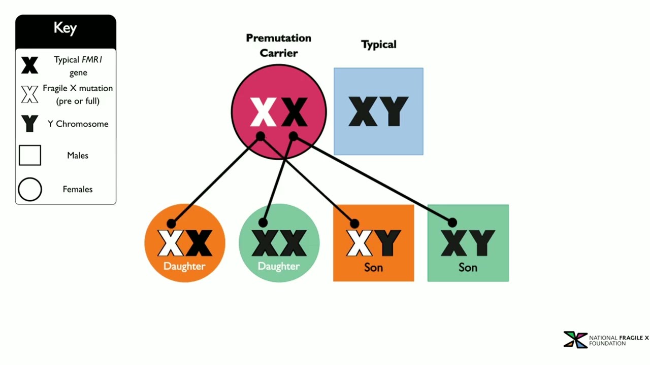 2-Minute Tip: Genetics & Inheritance of Fragile X