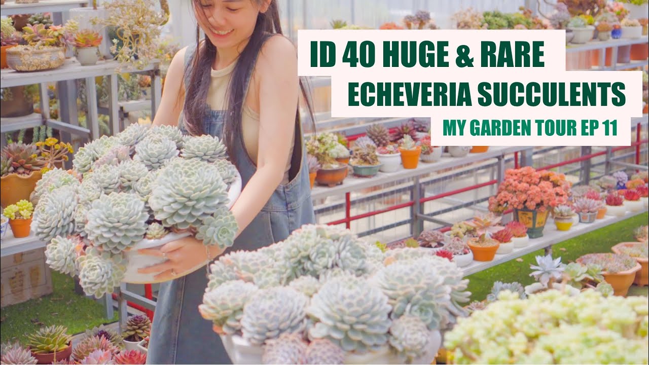 Garden Tour - My Huge & Rare Echeveria Succulent  | 9 Years Living with Succulents