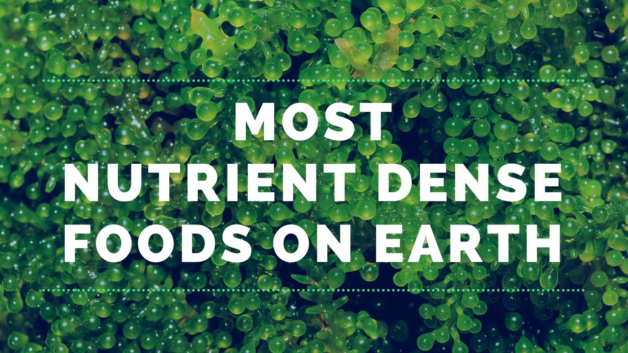 4 of the Most Nutrient Dense Foods on Earth