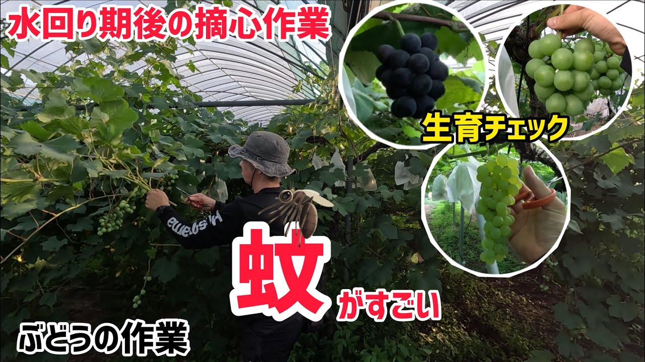 「ぶどうの作業」水回り期後の摘心作業＆蚊との戦い！