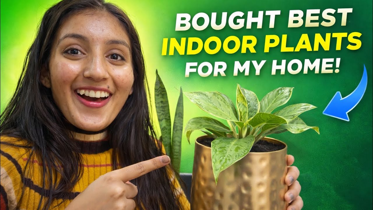 My Home Looks SO Fresh After Buying These Plants 🌱 #viral #bestindoorplants #lowmaintenanceplants