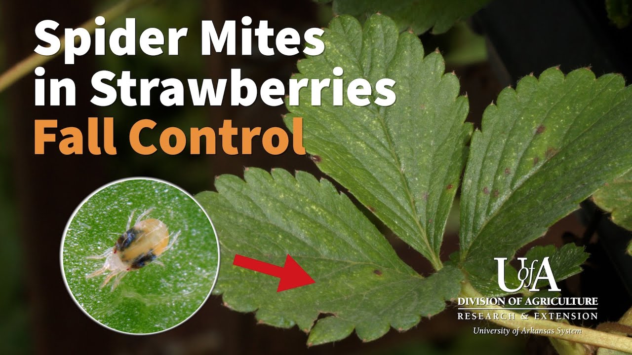 How to Control Fall Spider Mites in Strawberries