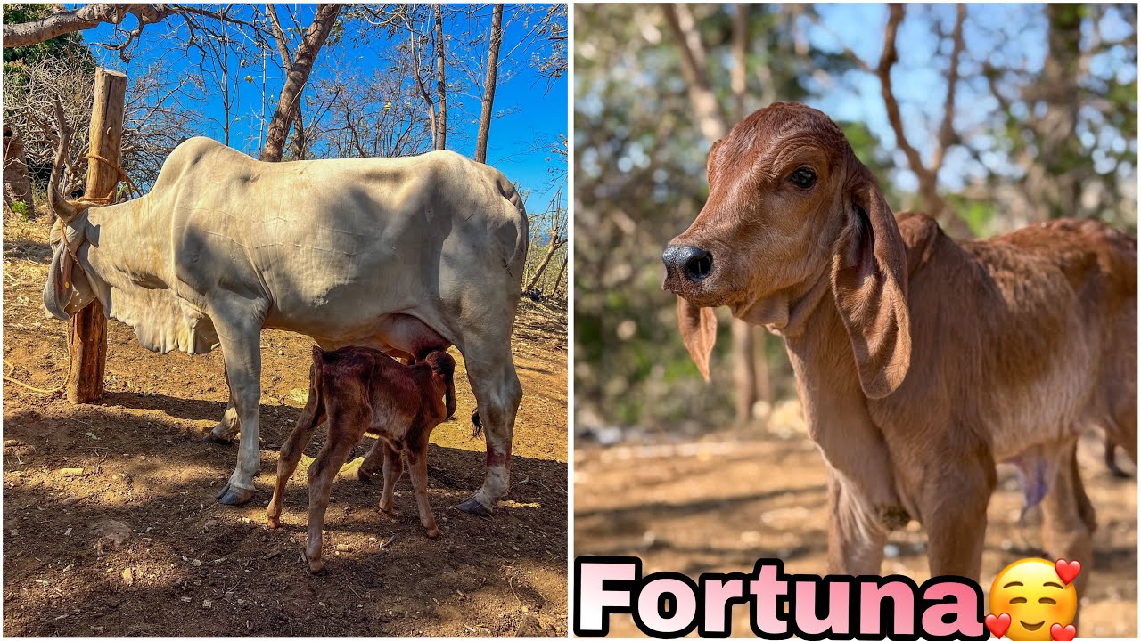 🐄😱Ayudándole a mamar a la fortuna miren como salió de mansa la estrella 😱🐄
