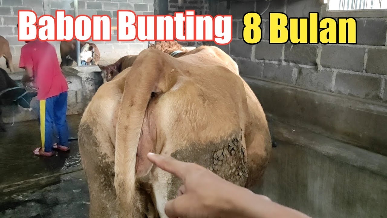 SAPI BABON HAMIL 8 BULAN BANDROL 27 JUTA DAN INI HARGA DEAL NYA...!!