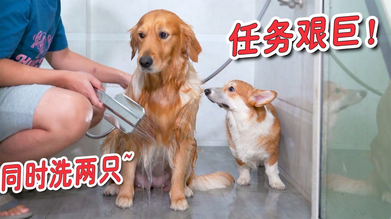 主人挑战同时给两只狗狗洗澡，过程会顺利吗？