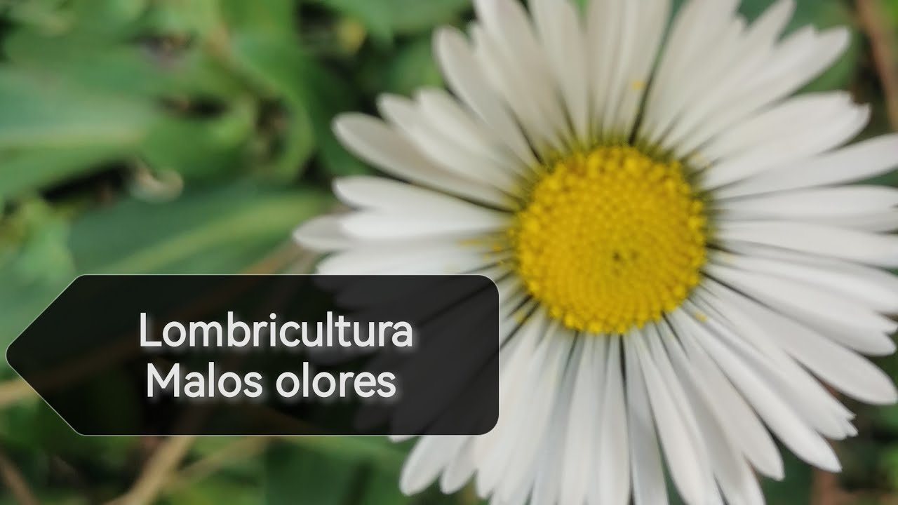 El Lombricero - ¿Malos olores en la lombricultura? 🤢 Acaba con ellos 🥰