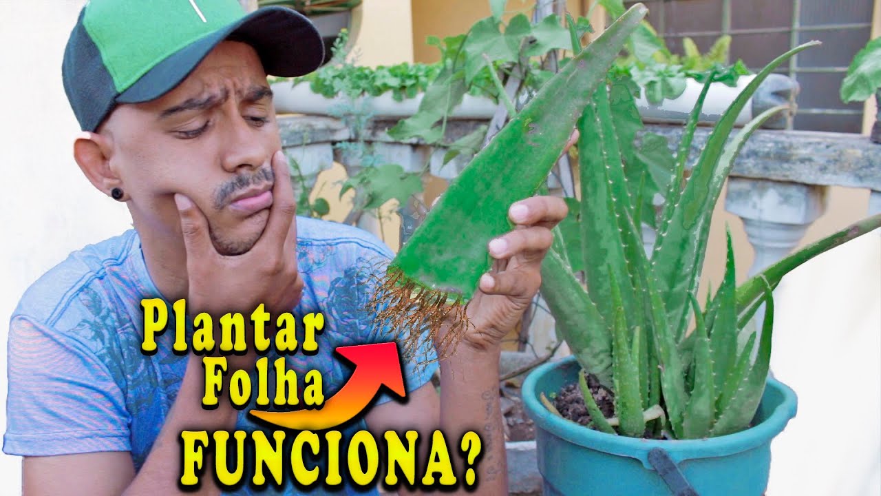 Como Plantar Babosa em Vaso ( DICAS e Cuidados IMPORTANTES )