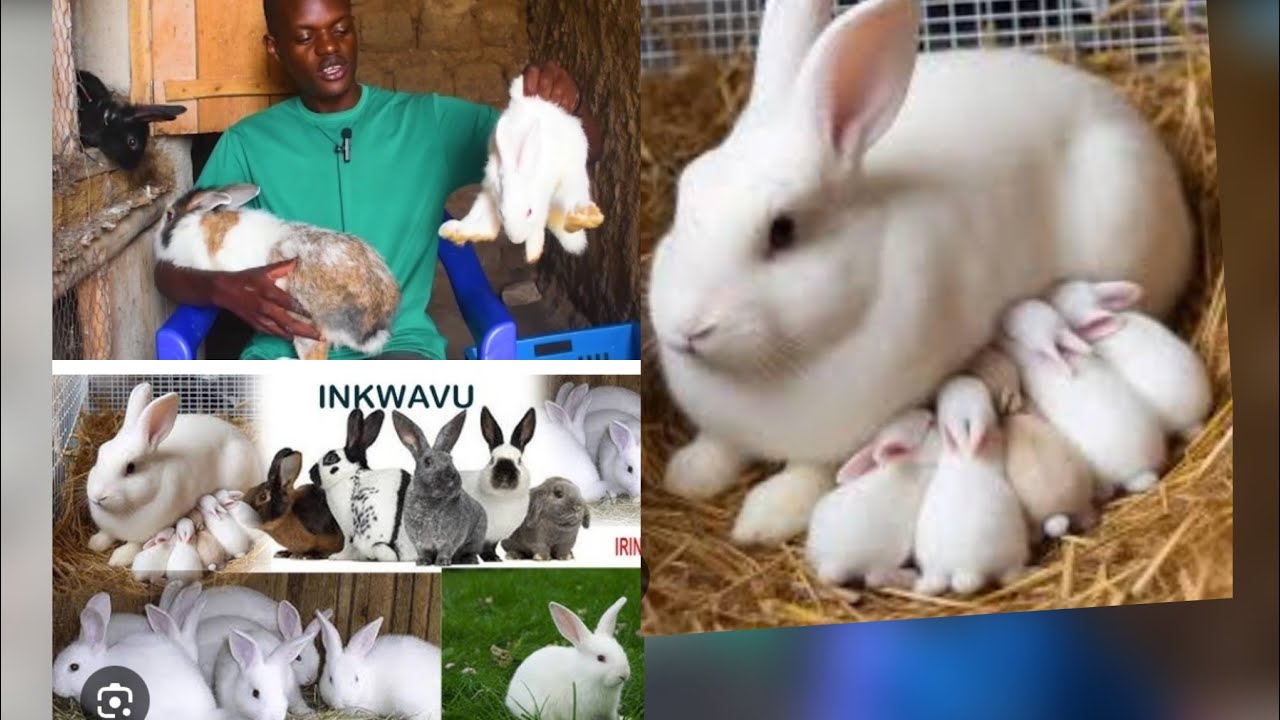 ICYANGA CYO KU IFISHI EP35: Yahereye ku nkwavu 6 none ubu millions 10 ntiyazemera!!
