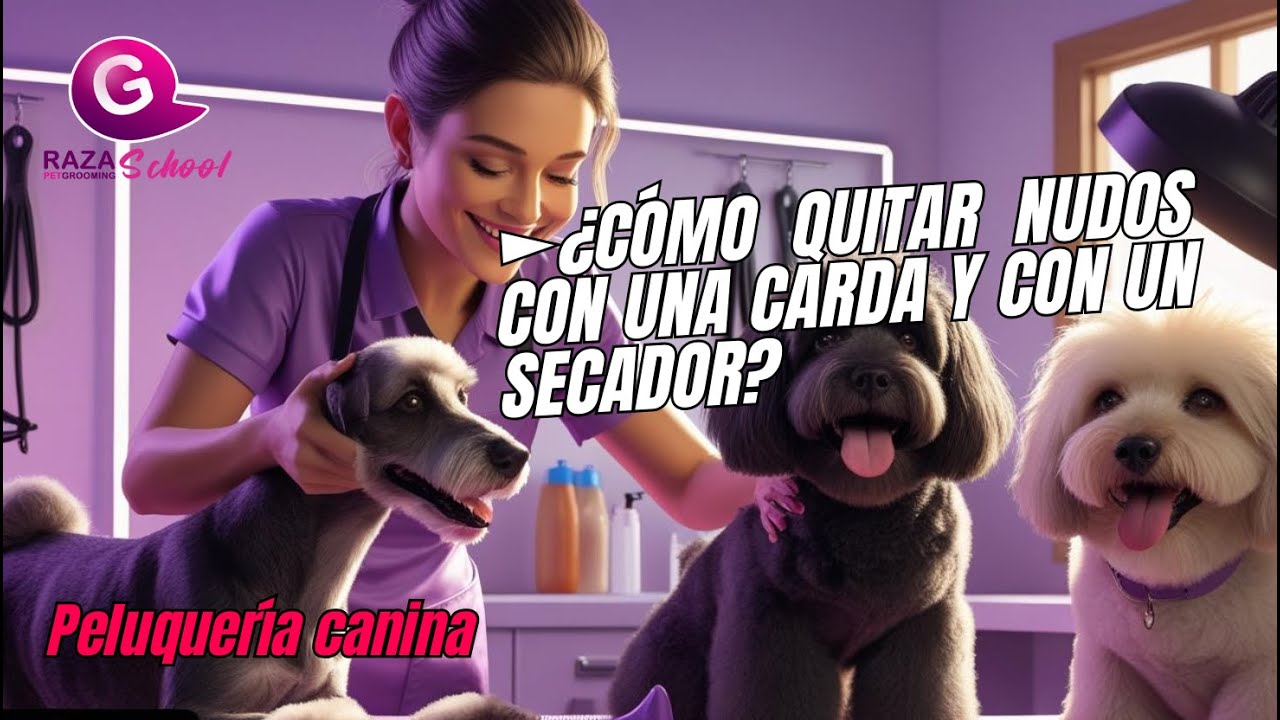 ¿Cómo Desenredar los Nudos del Pelo de tu Perro con una Carda? | Técnicas Profesionales de Grooming