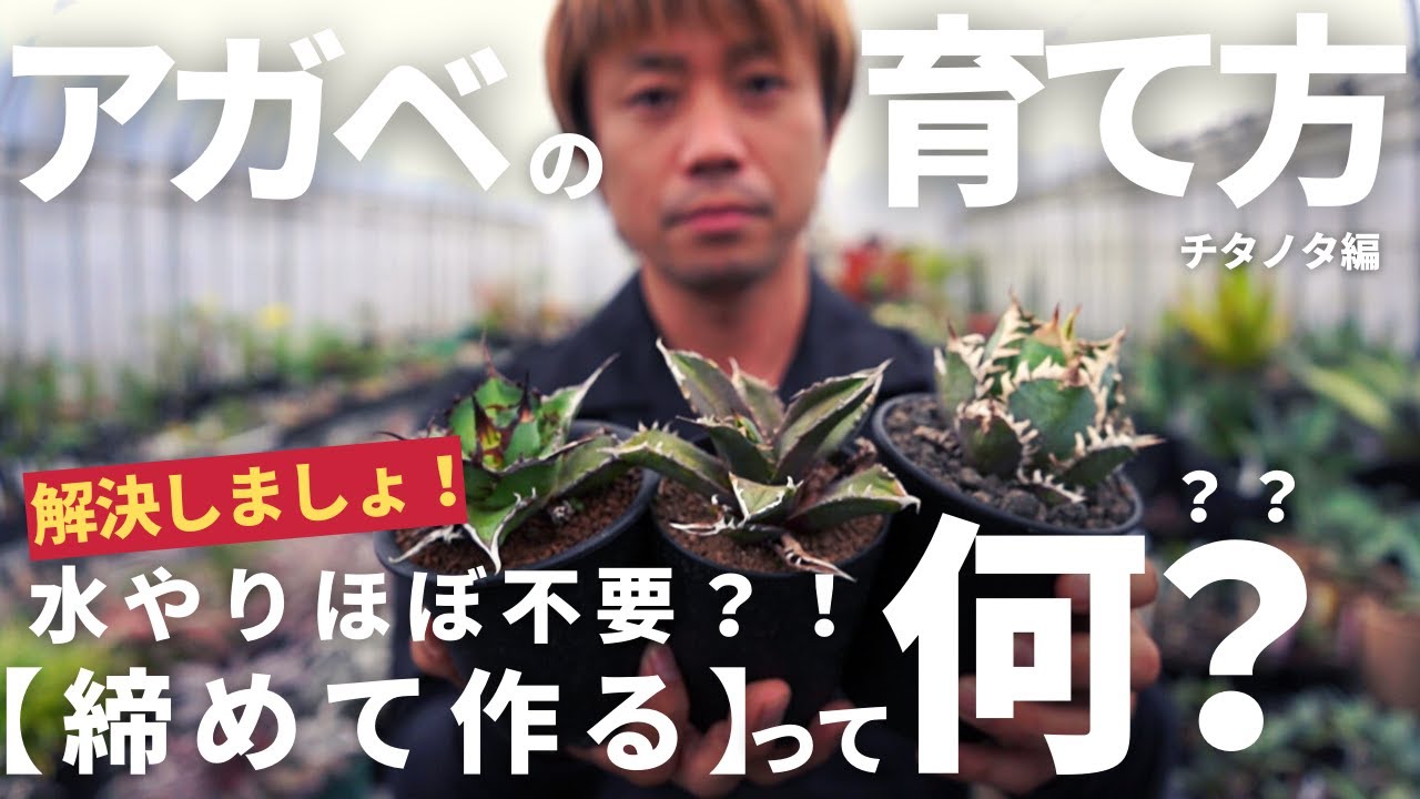 【アガベチタノタとは？！】枯れないってまじ？締めるってなに？昔は安かった？輸入株のチタノタの魅力って？ぜ～んぶゆるくお話します！