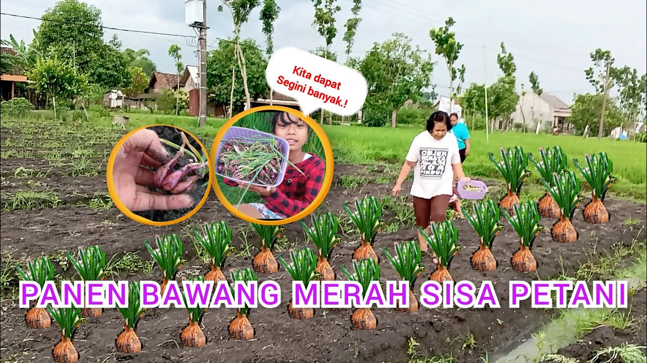 PANEN GRATIS BAWANG MERAH SISA PETANI ❗❗