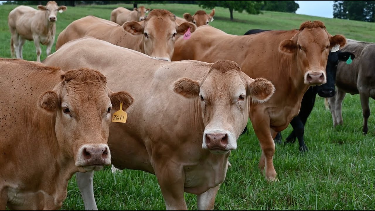 Move over Wagyu: Meet the Spanish beef cattle that are showing up in America's heartland