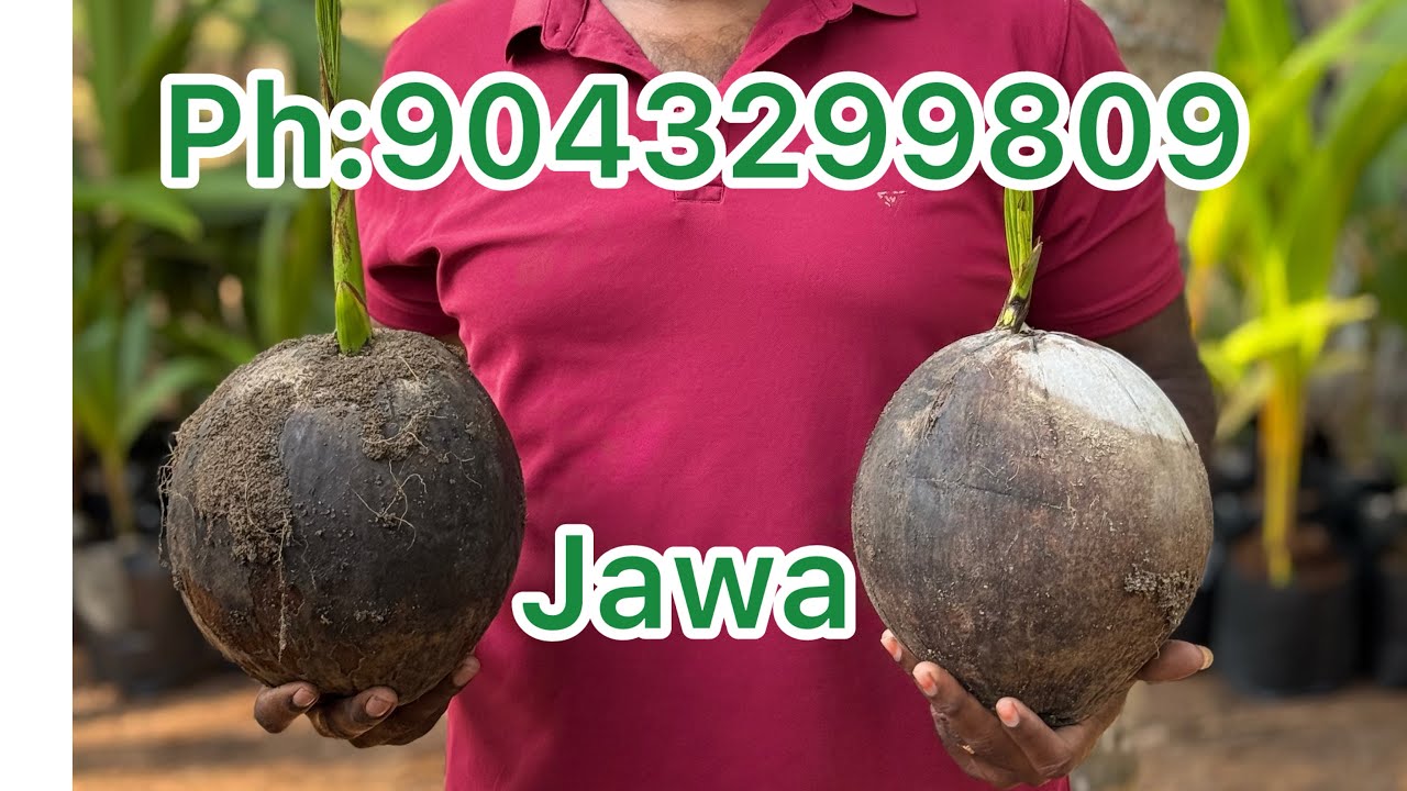 jawa,srilangan original plant available in naveena vivasayi nursery Ethamozhi nagercoil.9043299809