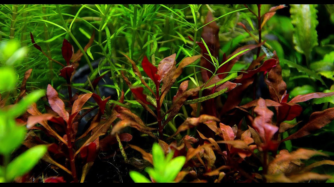 red aquarium plants for beginners