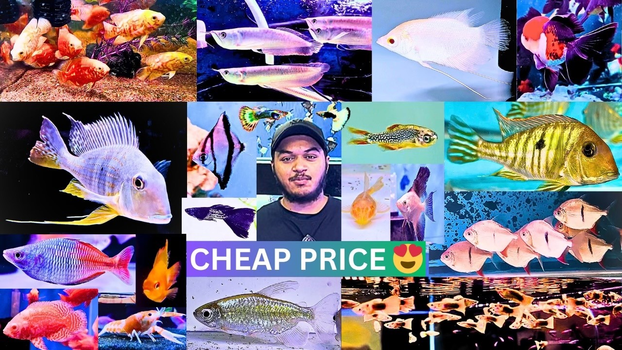 exotic fishes for aquarium | water world | wholesale aquarium fish price | aquarium #33