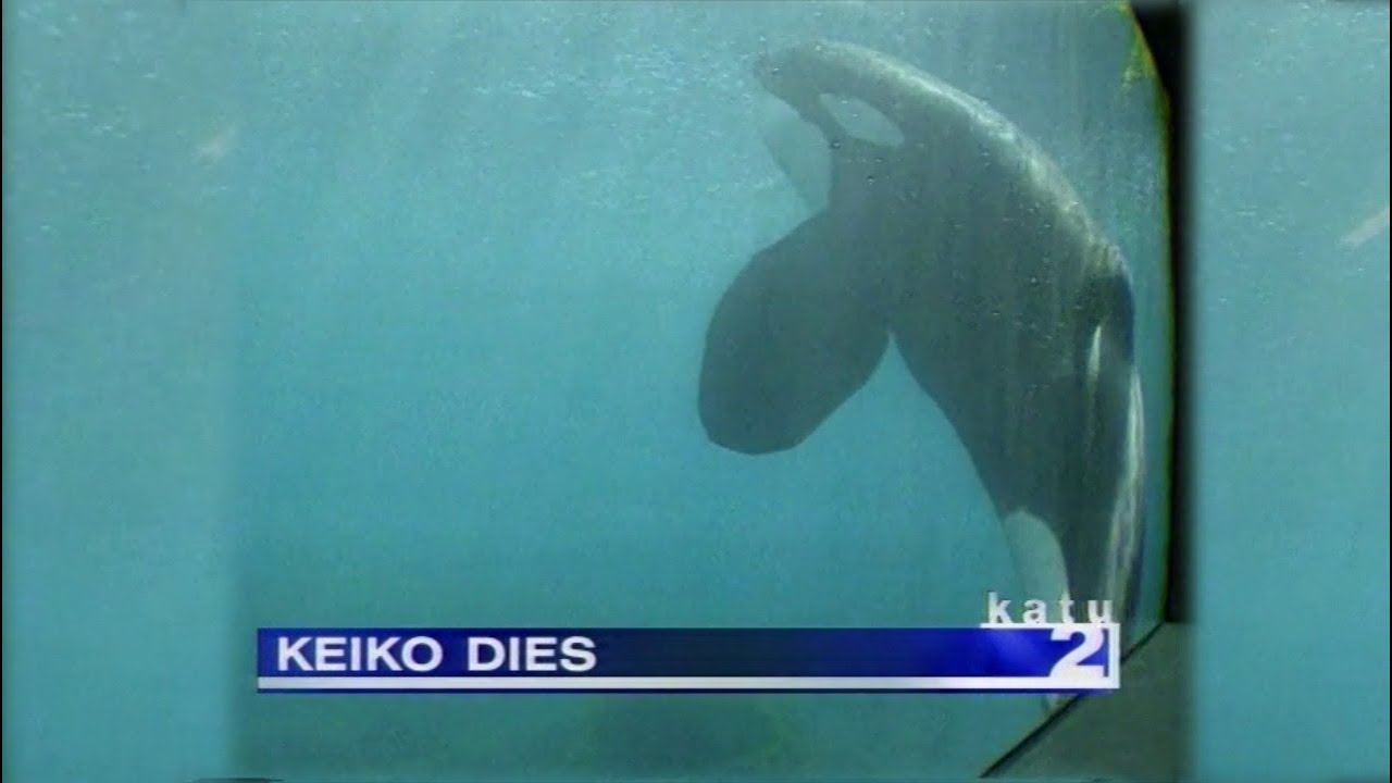 Keiko's Last Days - December 12, 2003 | KATU In The Archives