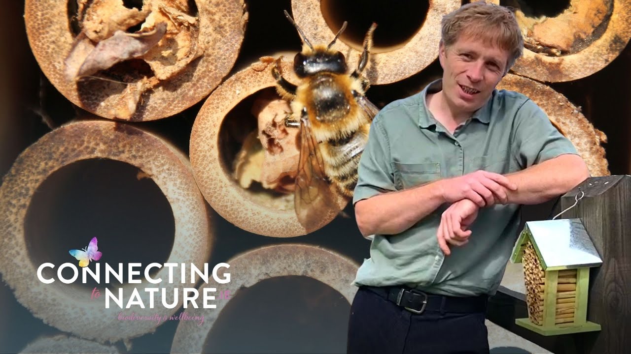 Where do Irish Solitary Bees nest?