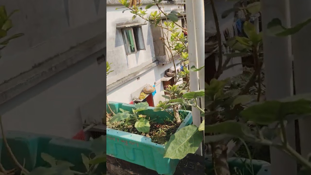 রোদ্দুরে ঝালাপালা হয়ে গেল