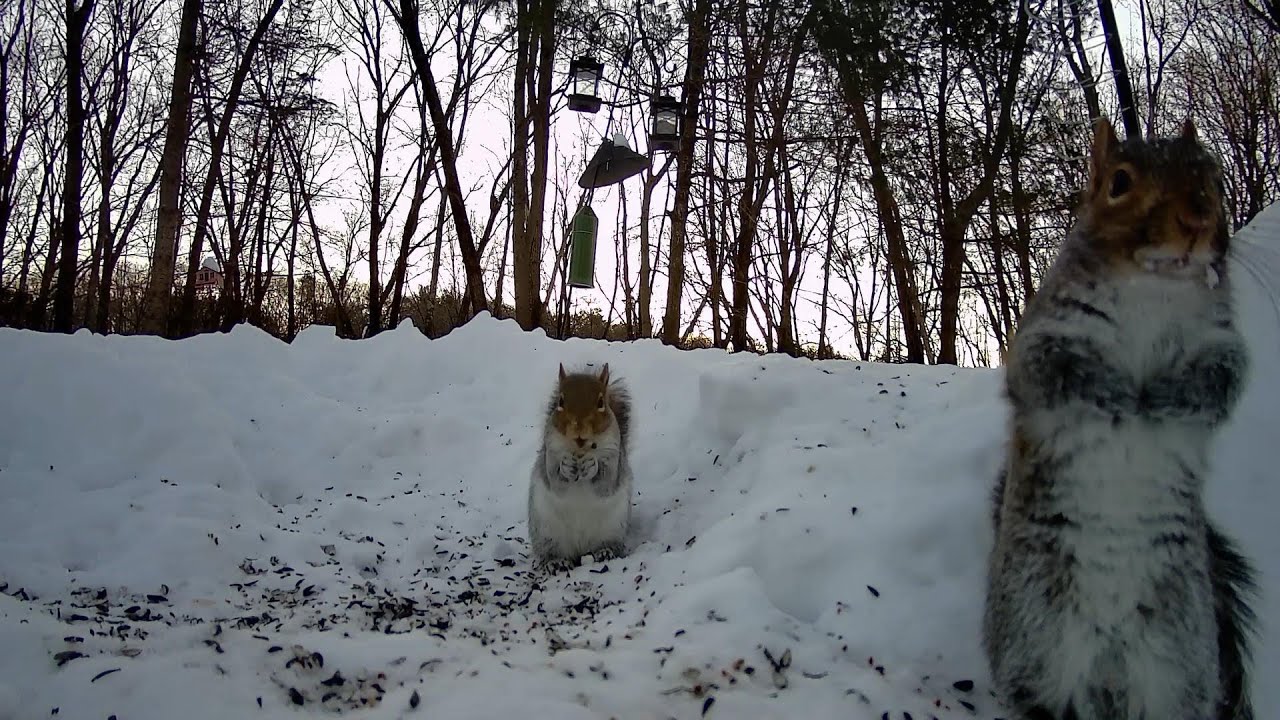 Good Morning Squirrels.