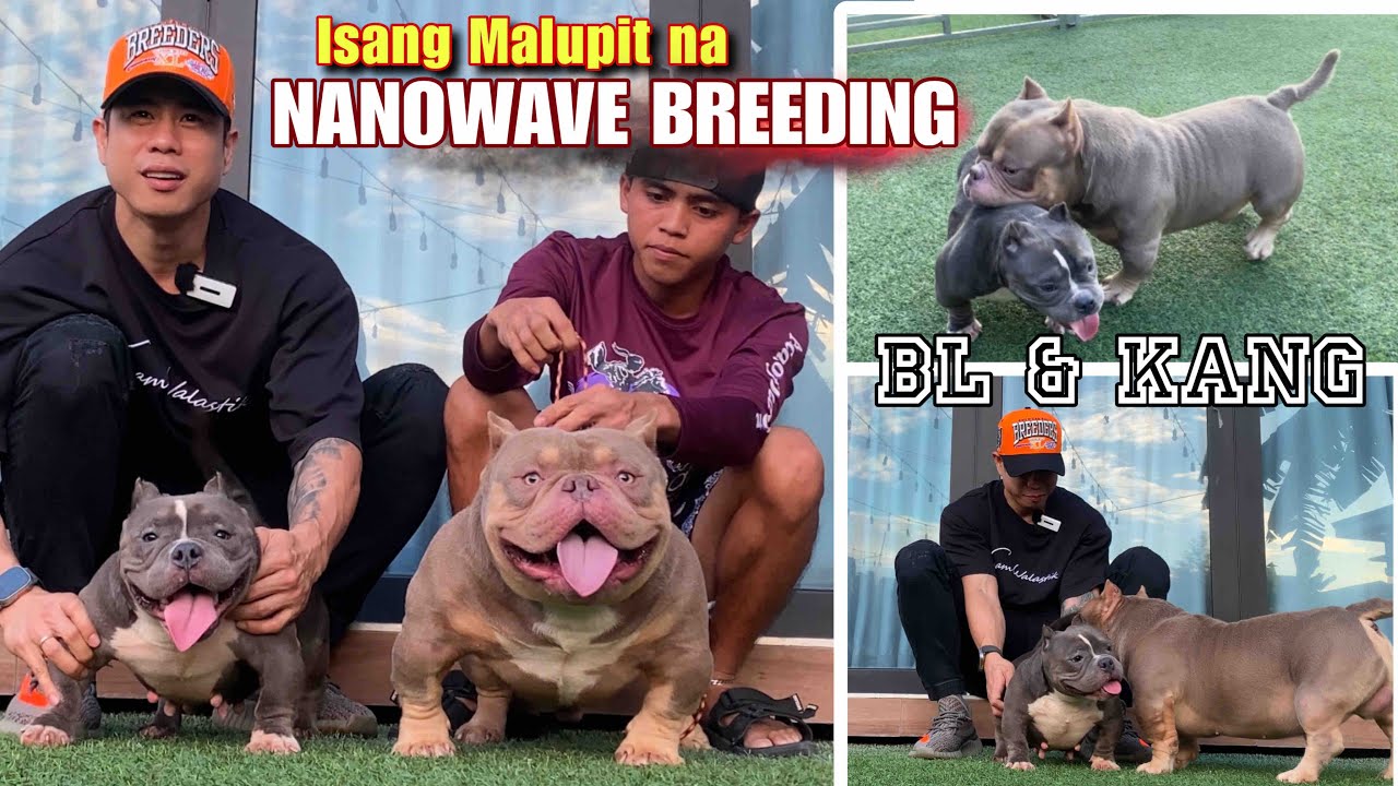 MAS PINATINDING NANO EXOTIC BULLY NGAYONG 2025 • JBROSPH KANG X WKENNEL BULGARIAN • STUFFYBULL
