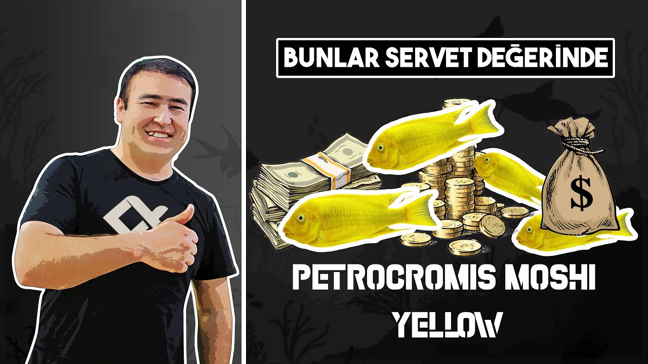 BUNLAR SERVET DEĞERİNDE (Petrocromis Moshi Yellow) #tanganyika #birbalikmasali #1 #akvaryum