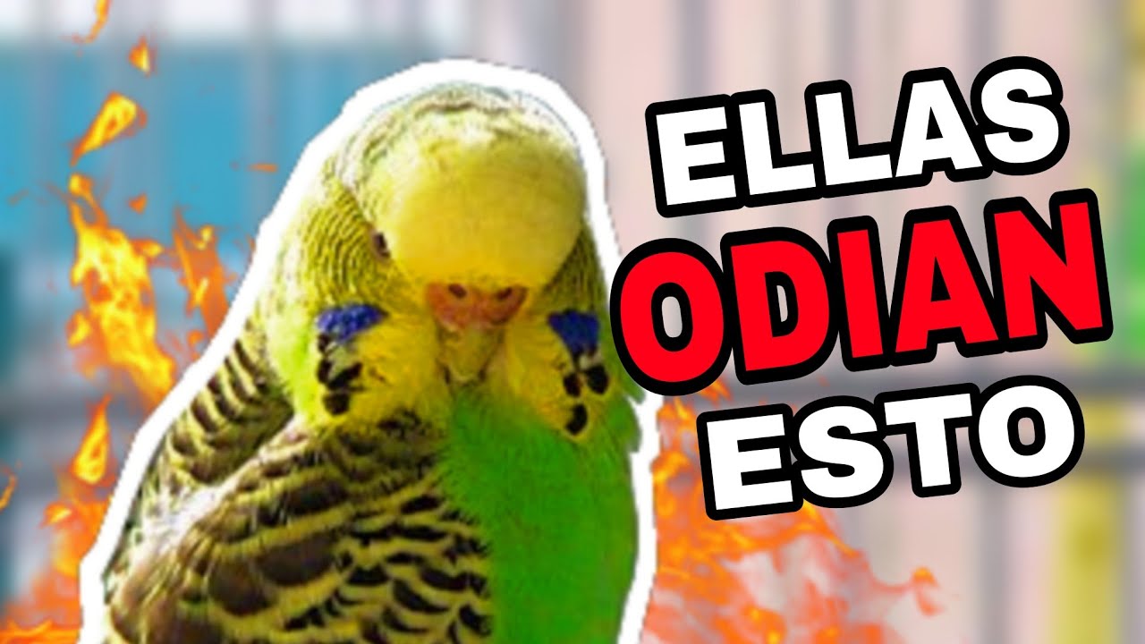 LAS PERIQUITAS ODIAN ESTO