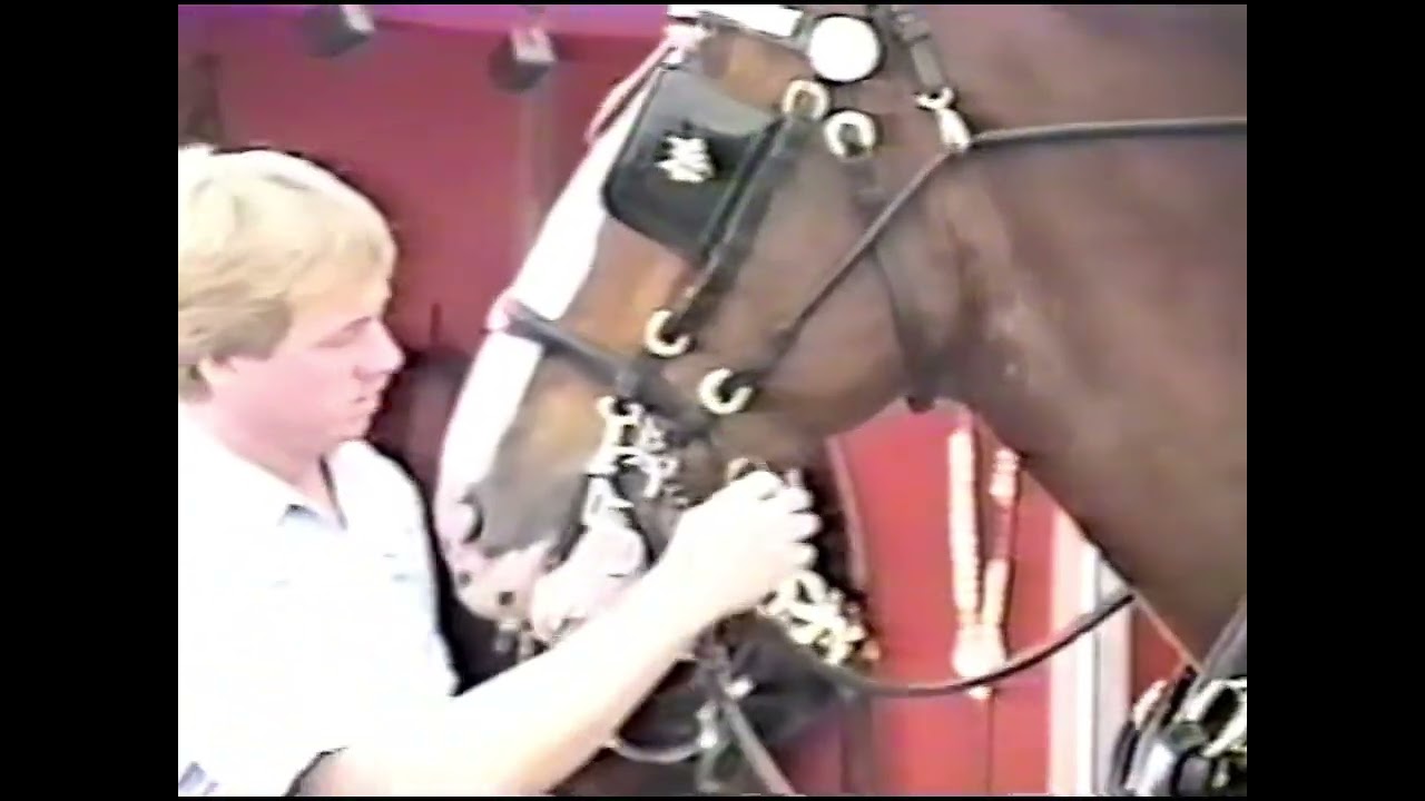 Clydesdales at Busch Gardens Tampa 1992
