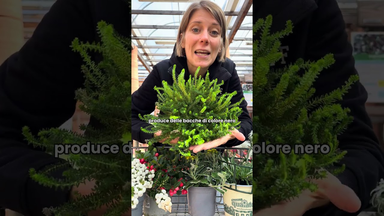 9 piante invernali resistenti al gelo #gardening #giardinaggio #verona #piante #gardeningvideos