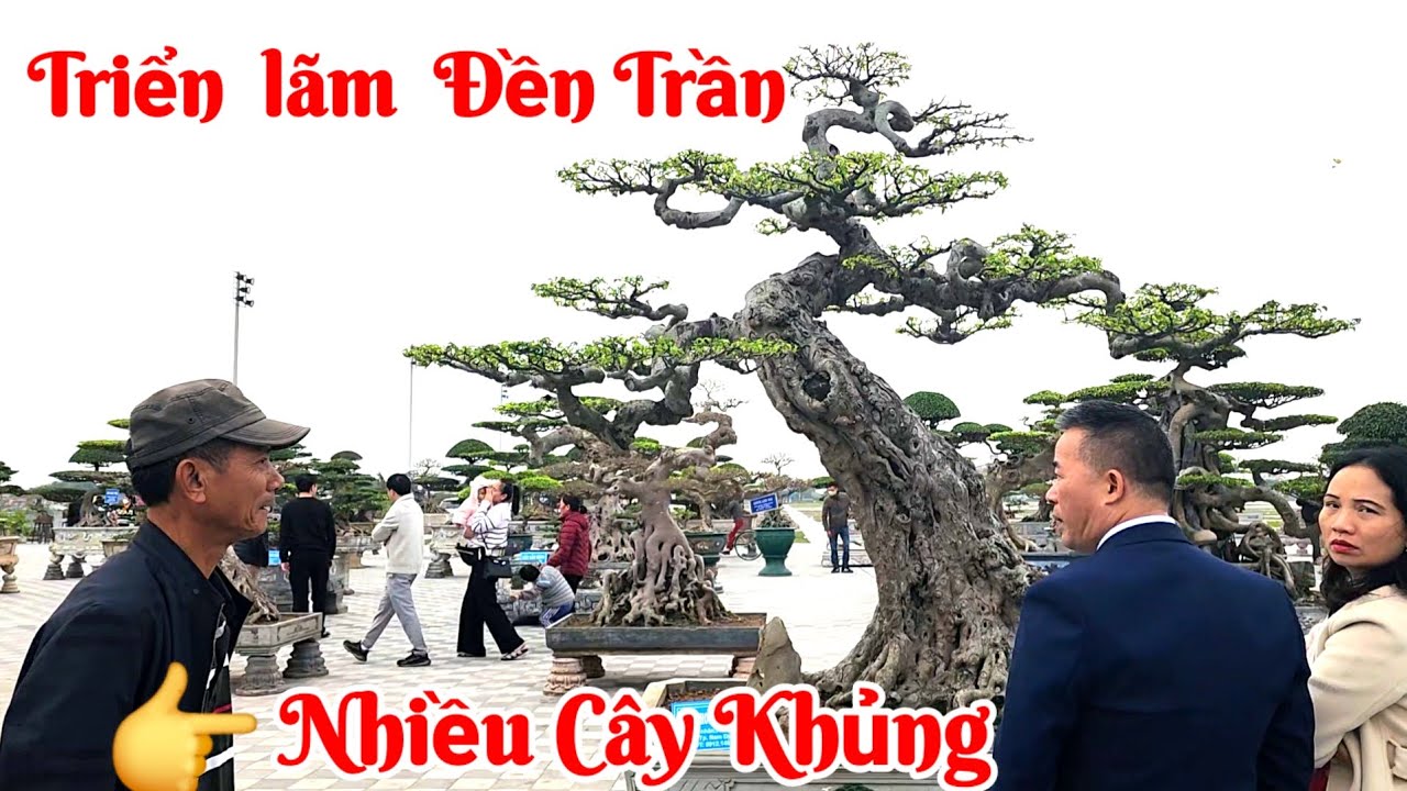 Tin chiều ngày thứ nhất nhận cây tại TL Đền Trần Nam định