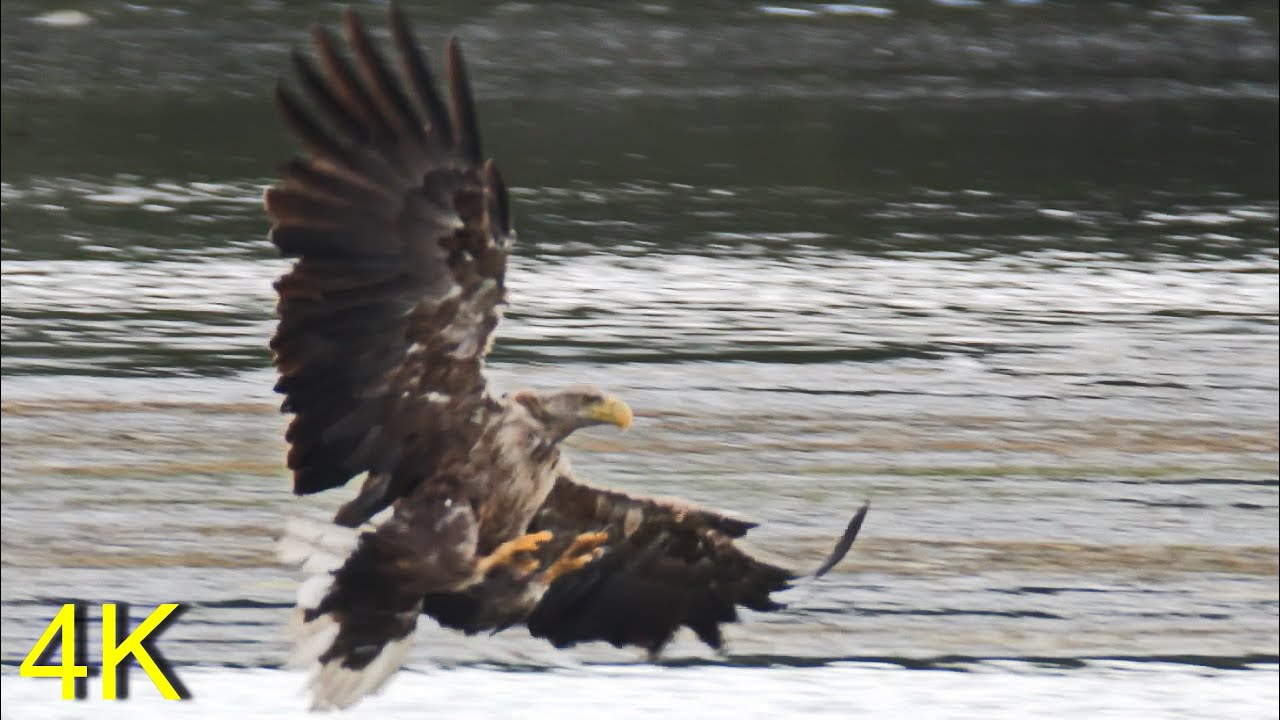 Seeadler schl&auml;gt tauchende Graugans -White-tailed Eagle kills diving Greylag Goose
