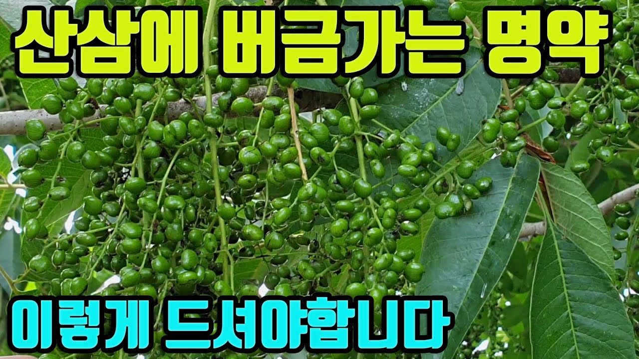 옻나무-이 약초만먹어도~병에 걸리지않고/ 힘이생기며/ 몸이가벼워지고/늙지않는다