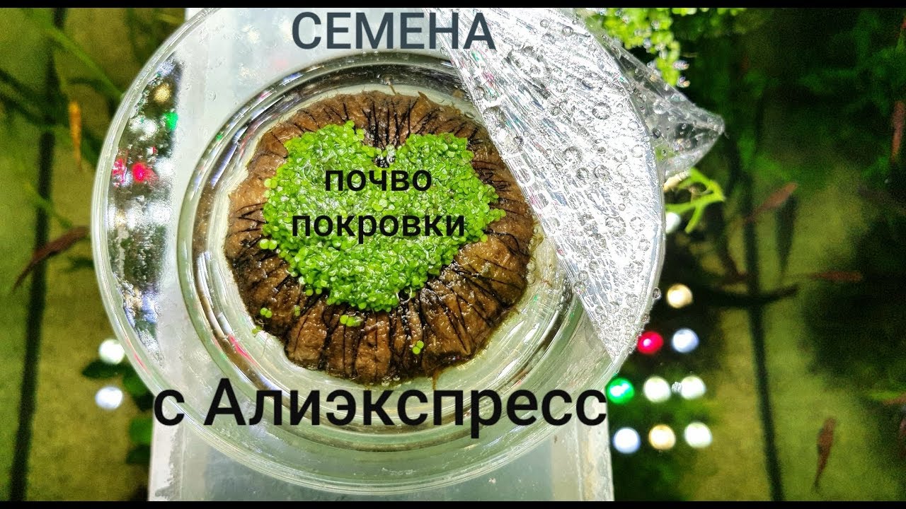 Семена почвопокровки с Алиэкспресс