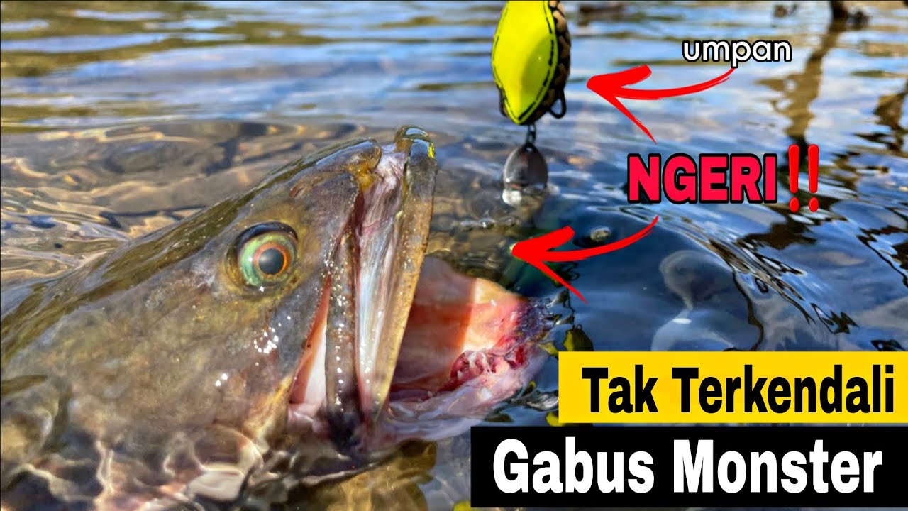 KEGANASAN IKAN GABUS MONSTER SAAT SUNGAI BANJIR‼️BIKIN GEMETERAN no
