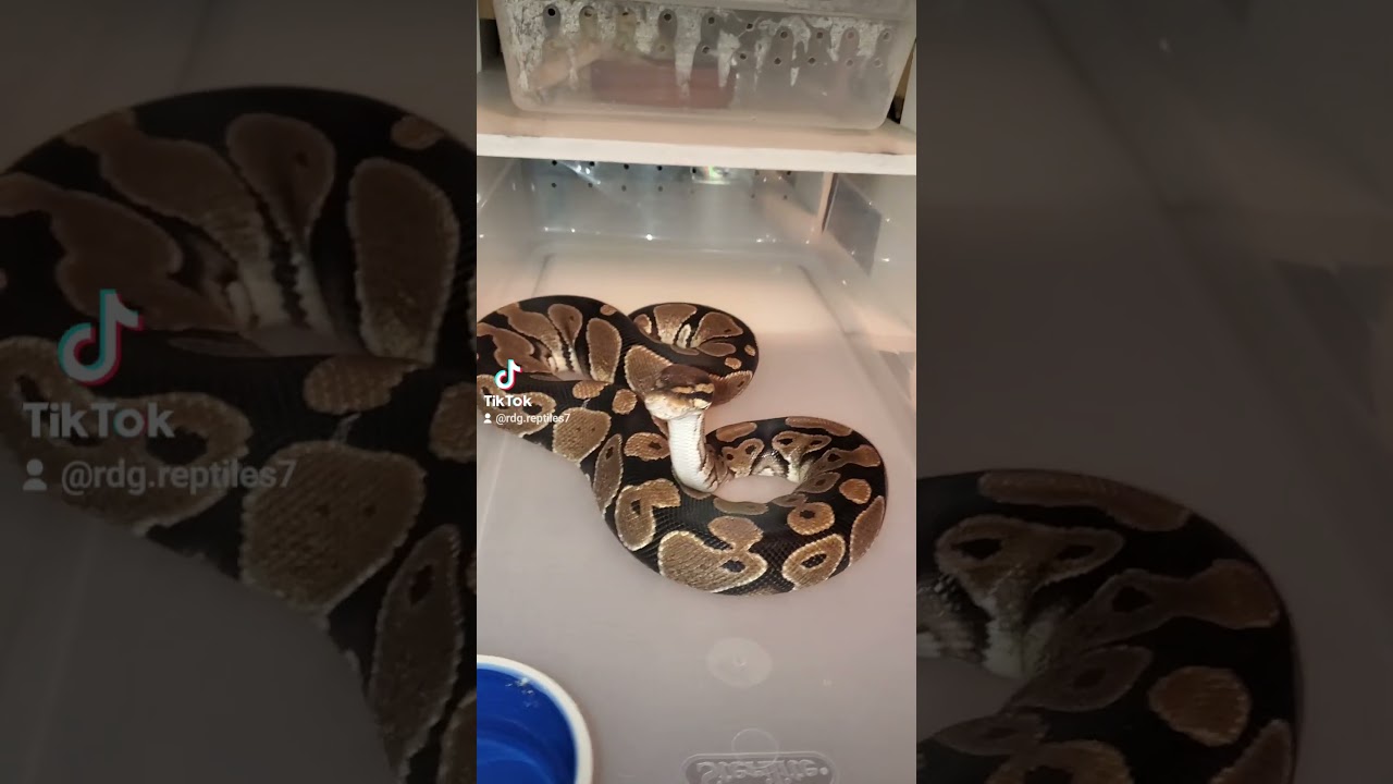 #rdgreptiles #ballpython #ballpythonsnake #snake #ballpythonbreeder