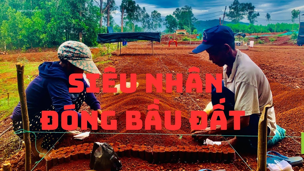 KỸ THUẬT ĐÓNG BẦU ƯƠM KEO SIÊU NHANH VÀ HIỆU QUẢ