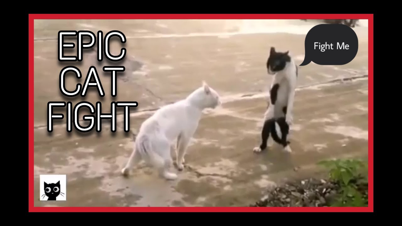 ❤️❤️❤️Cute and Adorable Cats |  Epic Cat Fight Compilation Videos💓💓💓