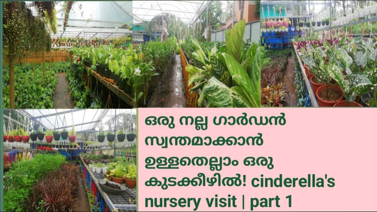 ഒരു നല്ല ഗാർഡൻ സ്വന്തമാക്കാൻ ഉള്ളതെല്ലാം ഒരു കുടക്കീഴിൽ | cinderella's nursery visit | part 1|
