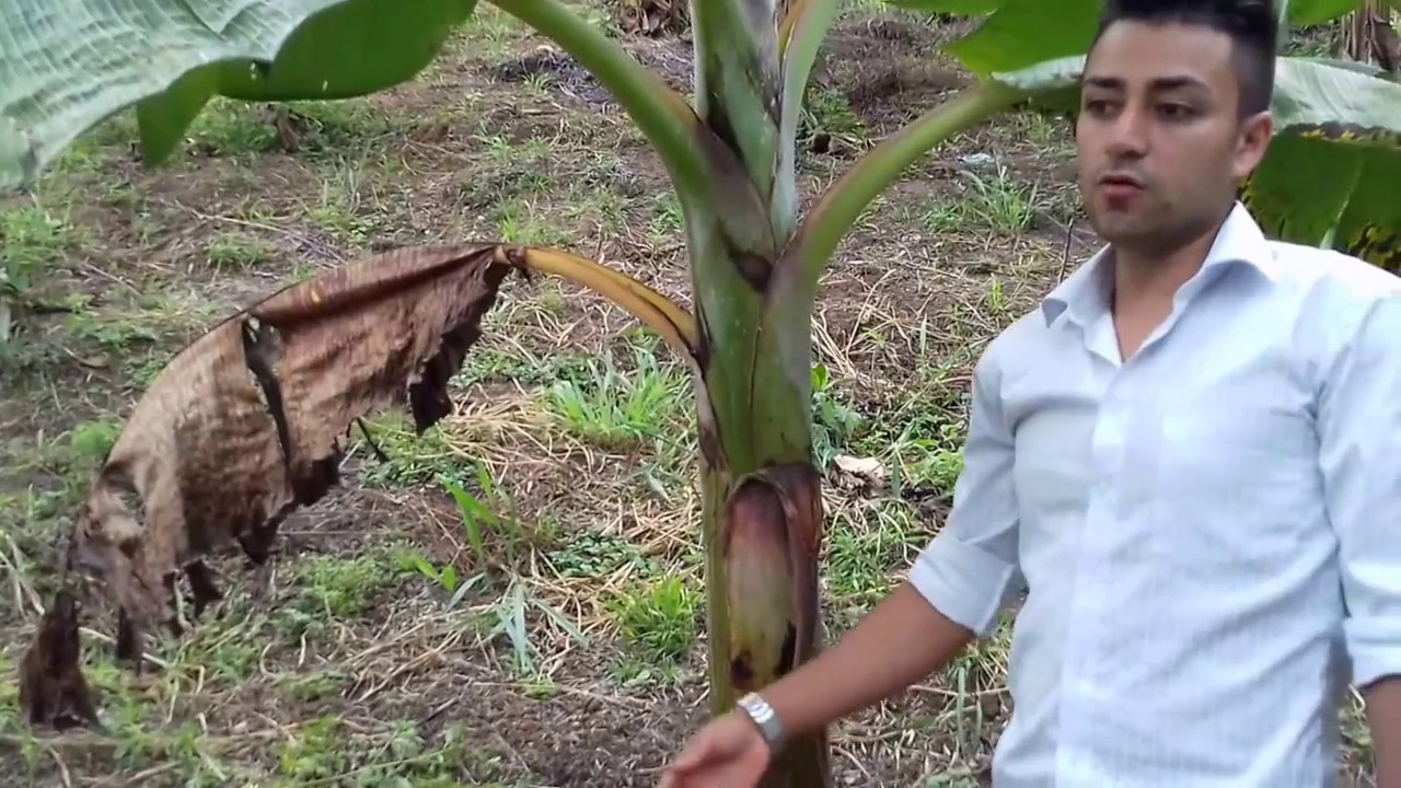 COMO CONTROLAR LA SIGATOCA NEGRA DEL PLATANO SIN QUIMICOS