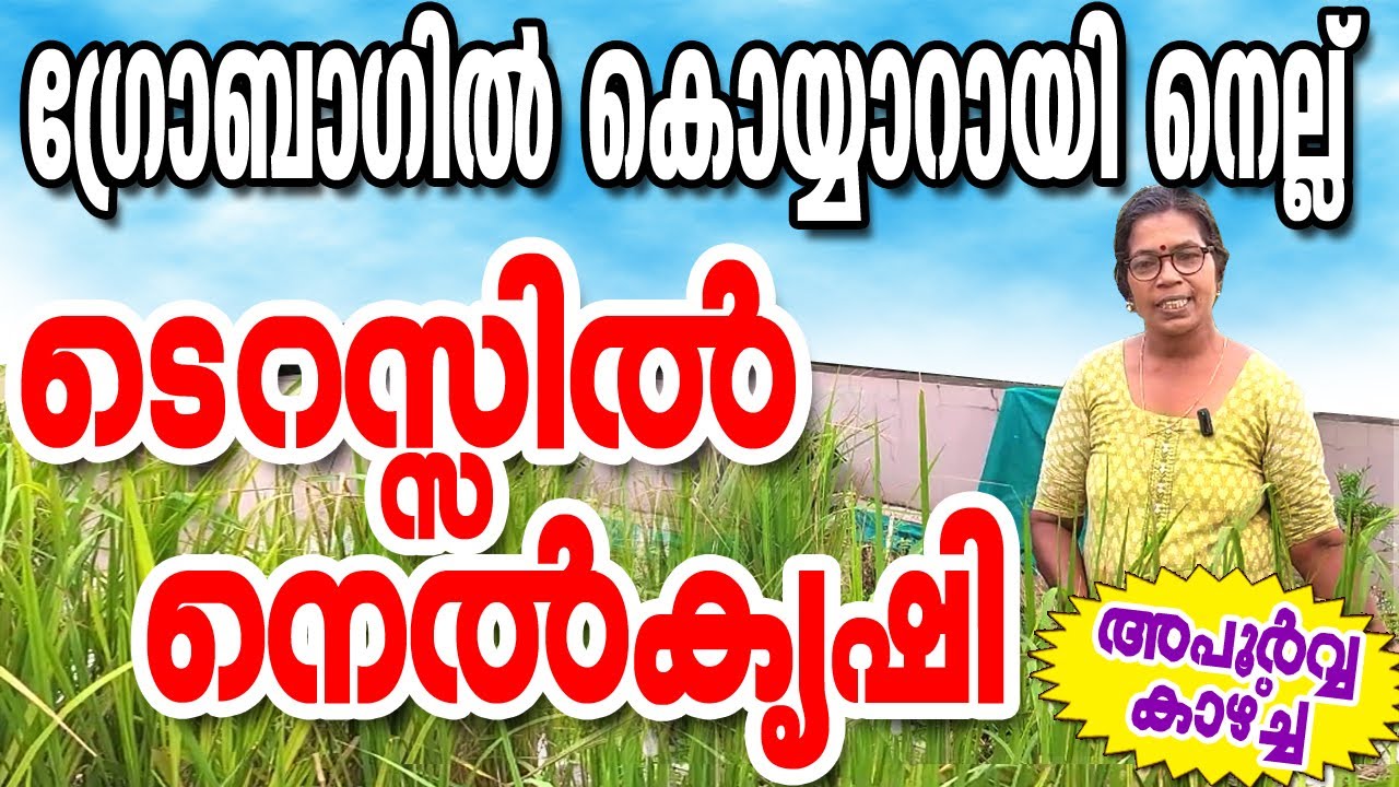 ടെറസിൽ ഗ്രോ ബാഗിൽ നെല്ല്!, New Generation Paddy Cultivation #agriculture #malayalam