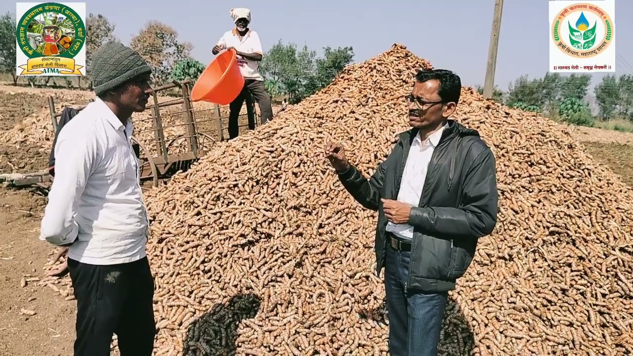 हळद पिकातून वाढवा आर्थिक उत्पन्न 