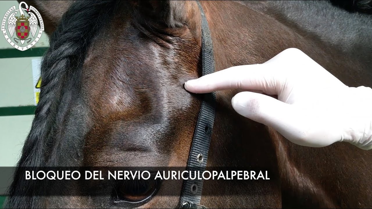 Anestesia locorregional para examen oftalmológico en el caballo