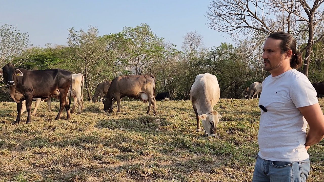 SUIZO AMERICANO Y SUIZ-BÚ.. Rancho ALEMANIA.. Villacorzo.. Chiapas.. MX...