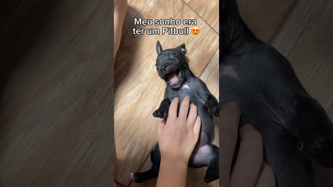 Meu sonho era ter um Pitbull e de presente tomei&hellip;🎁 #cachorro #pitbull #cachorros #filhote #filhotes