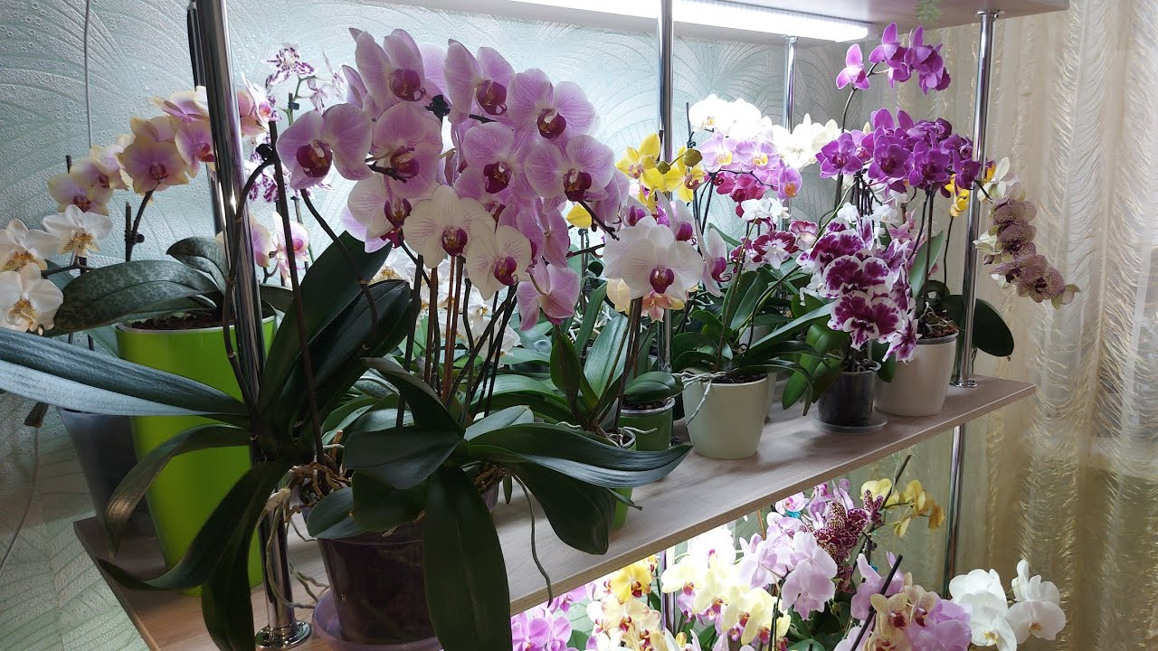 Пышное цветение орхидей в МАРТЕ 2023 года