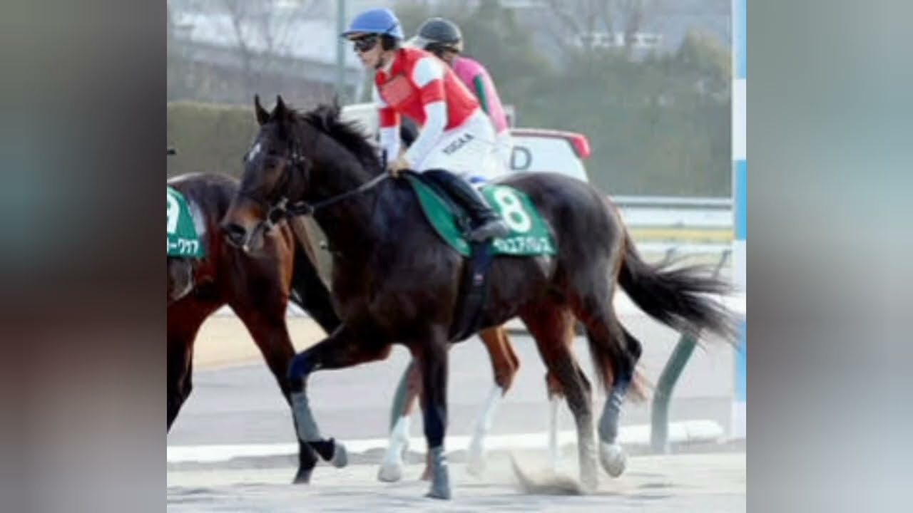 ９番人気で予想外の８馬身差Ⅴにネット仰天「なんでこんなに…」「嘘じゃん」　落札額１７００万円のアレンスター馬トク報知