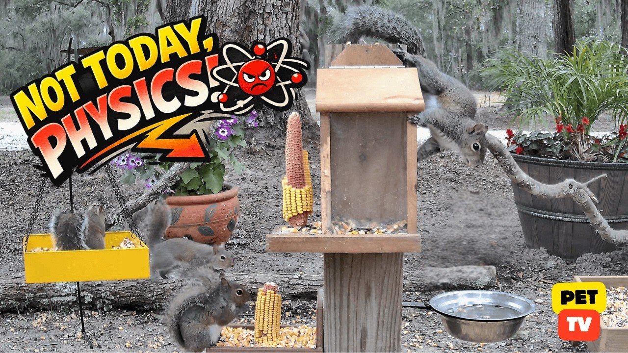 Dog & Cat TV | 3.5 Hours of Squirrels being Squirrels