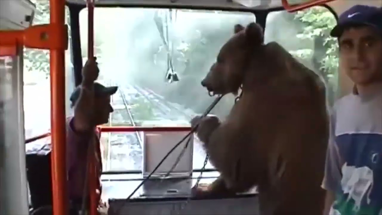 Gipsy and Bear in the Sofia Tram