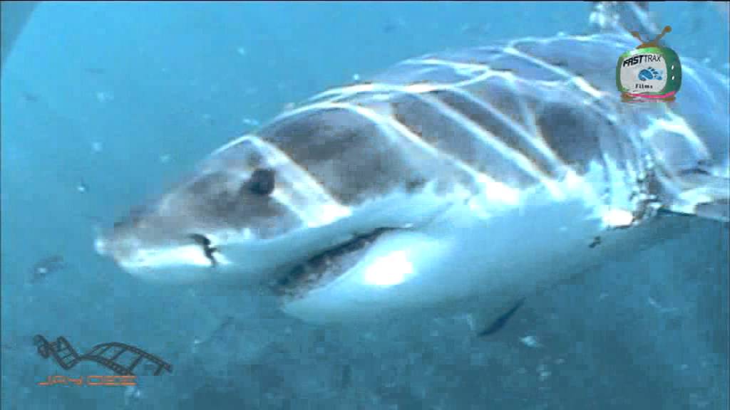 Shark Cage diving near Hermanus in Shark Alley, Gansbaai