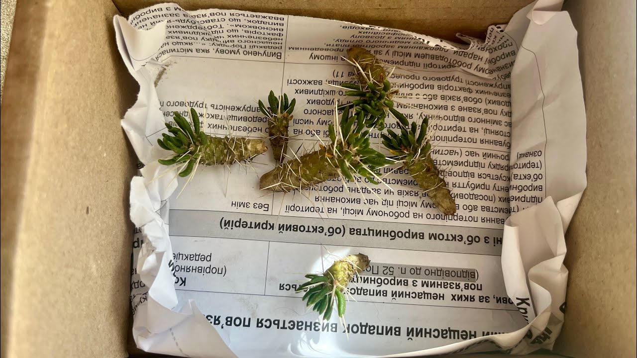 Maihuenia poeppigii - зимостійкий кактус зі береженими листям з чилійських Анд з великими плодами